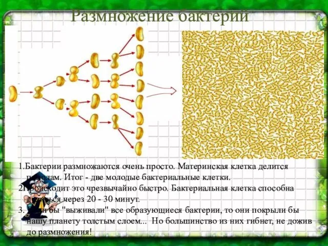 Размножение бактерий 1.Бактерии размножаются очень просто. Материнская клетка делится пополам. Итог -