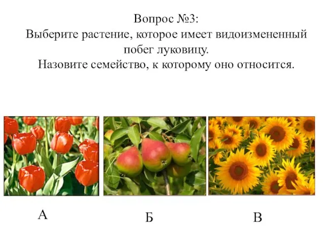 А Б В Вопрос №3: Выберите растение, которое имеет видоизмененный побег луковицу.