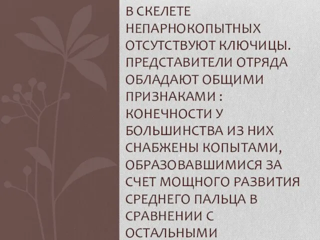 В скелете непарнокопытных отсутствуют ключицы. Представители отряда обладают общими признаками : конечности