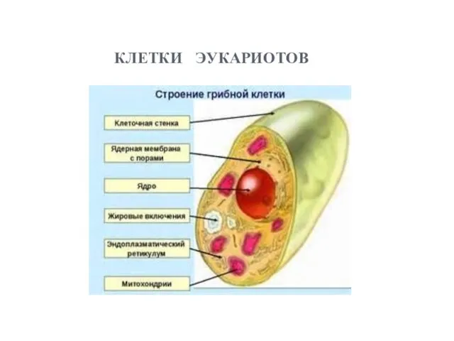 клетки эукариотов