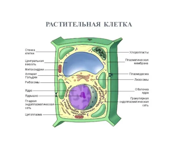 растительная клетка