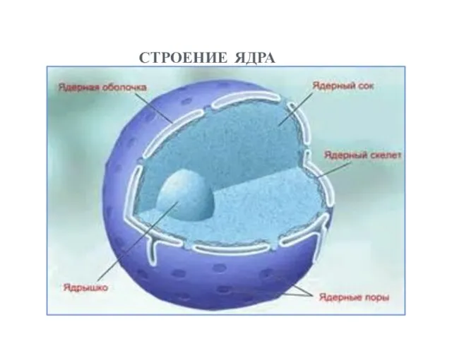 строение ядра