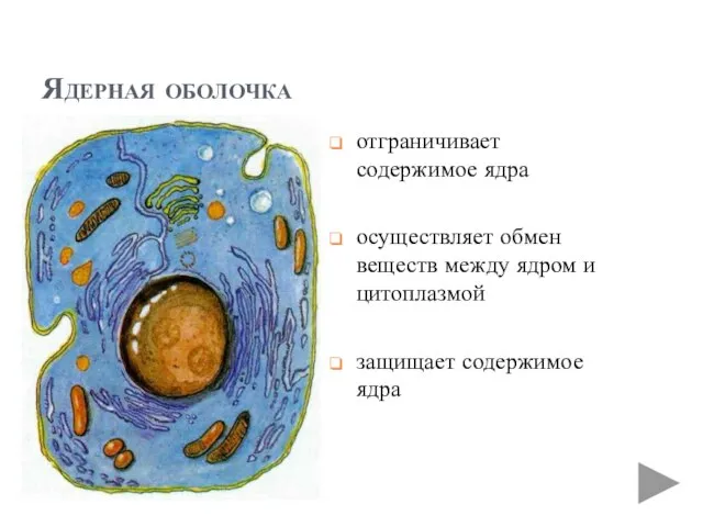 Ядерная оболочка отграничивает содержимое ядра осуществляет обмен веществ между ядром и цитоплазмой защищает содержимое ядра