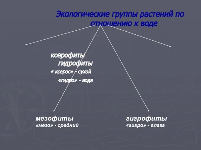 Экологические группы растений по отношению к воде ксерофиты гидрофиты « ксерос» -