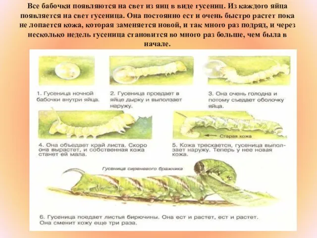 Все бабочки появляются на свет из яиц в виде гусениц. Из каждого