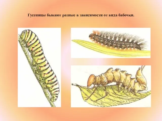 Гусеницы бывают разные в зависимости от вида бабочки.