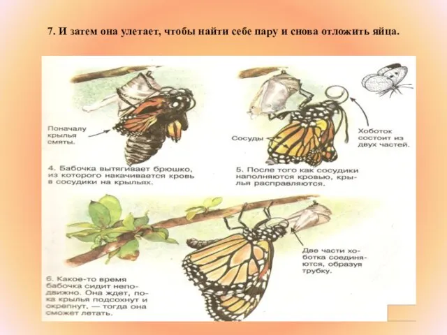 7. И затем она улетает, чтобы найти себе пару и снова отложить яйца.