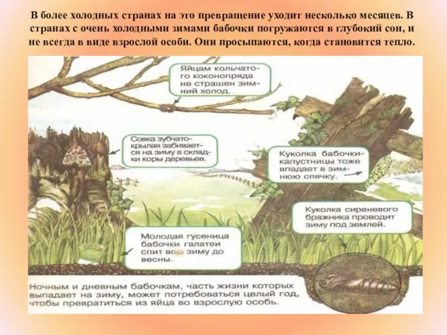 В более холодных странах на это превращение уходит несколько месяцев. В странах