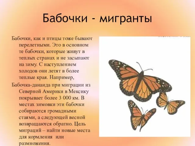 Бабочки - мигранты Бабочки, как и птицы тоже бывают перелетными. Это в