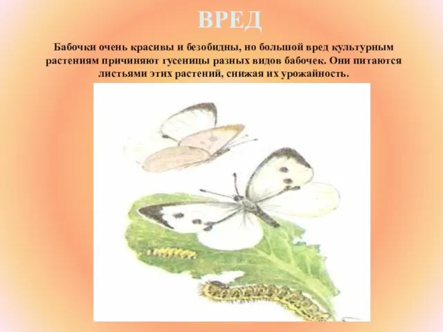 ВРЕД Бабочки очень красивы и безобидны, но большой вред культурным растениям причиняют