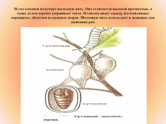 Из его коконов получают шелковую нить. Она отличается высокой прочностью, а ткань