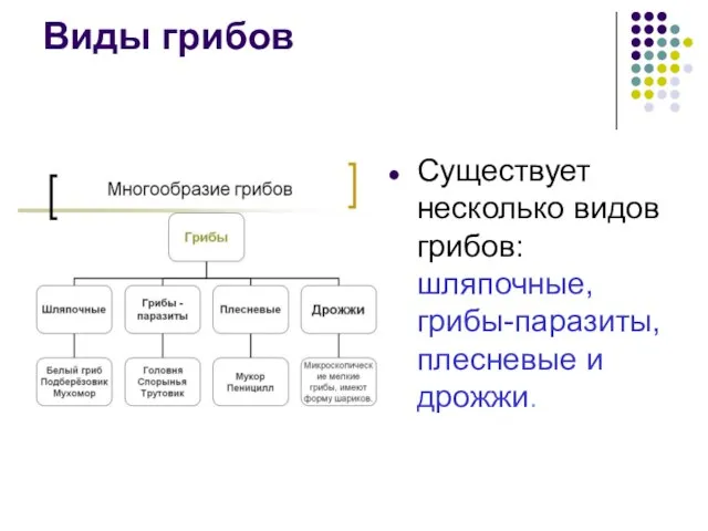 Виды грибов Существует несколько видов грибов: шляпочные, грибы-паразиты, плесневые и дрожжи.