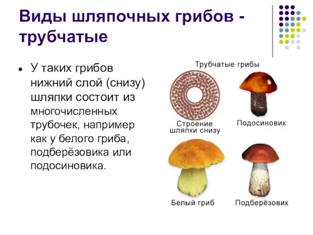 Виды шляпочных грибов - трубчатые У таких грибов нижний слой (снизу) шляпки