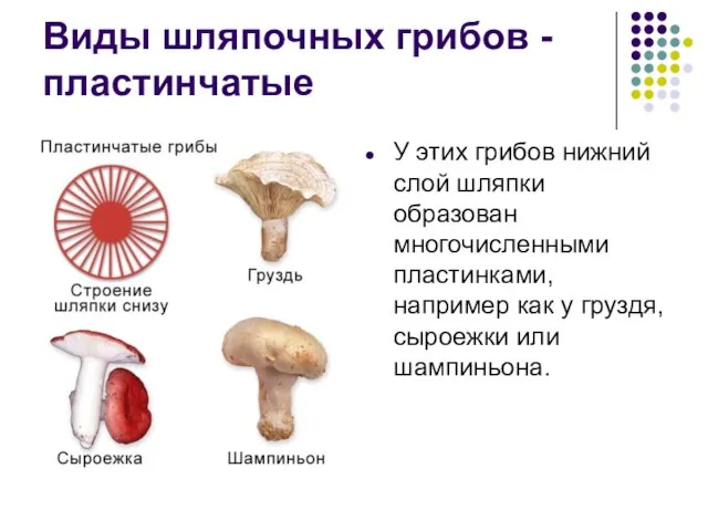 Виды шляпочных грибов - пластинчатые У этих грибов нижний слой шляпки образован