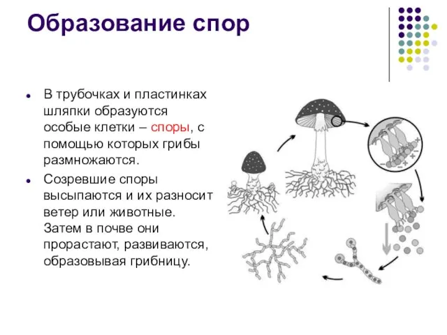 Образование спор В трубочках и пластинках шляпки образуются особые клетки – споры,