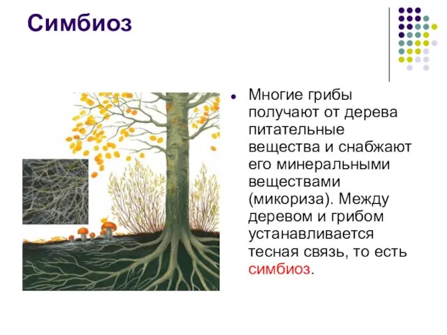 Симбиоз Многие грибы получают от дерева питательные вещества и снабжают его минеральными