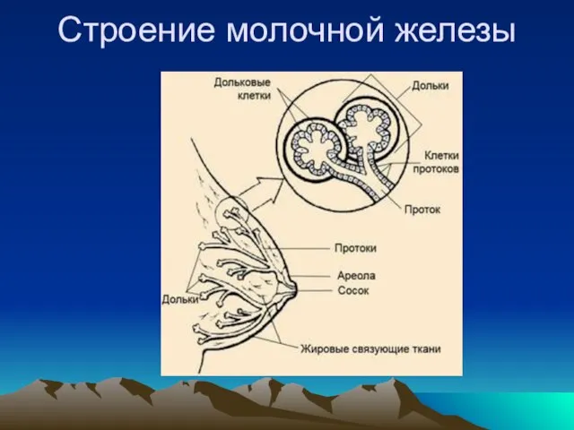 Строение молочной железы