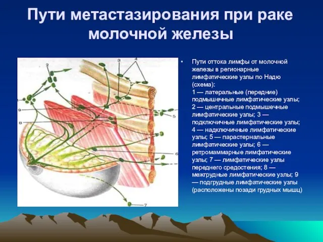 Пути метастазирования при раке молочной железы Пути оттока лимфы от молочной железы