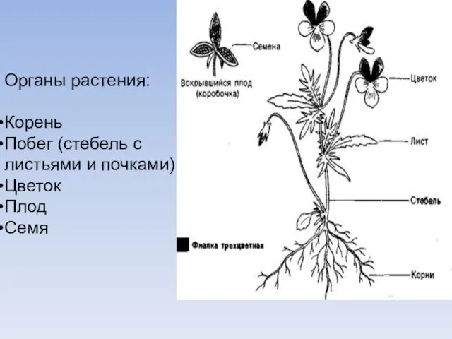 Органы растения: Корень Побег (стебель с листьями и почками) Цветок Плод Семя