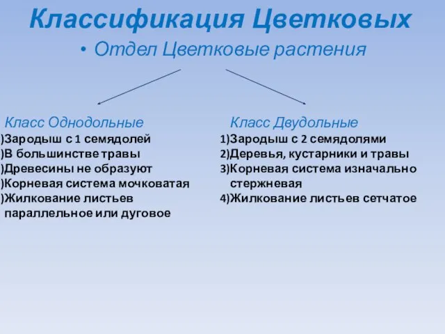 Отдел Цветковые растения Класс Однодольные Зародыш с 1 семядолей В большинстве травы