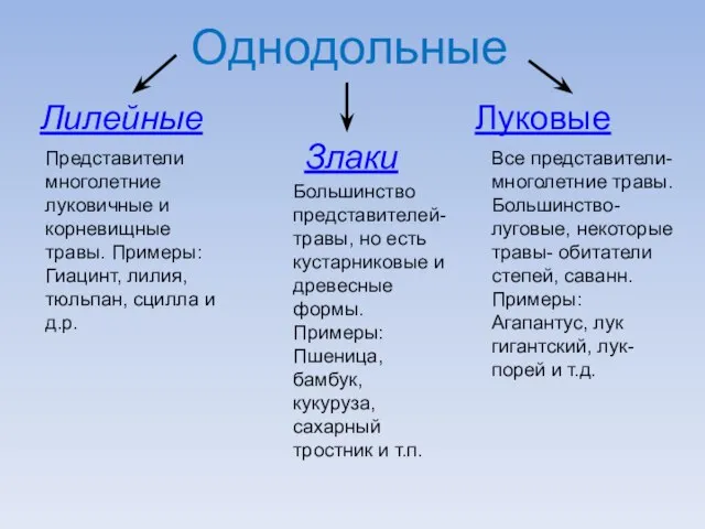 Однодольные Лилейные Злаки Луковые Представители многолетние луковичные и корневищные травы. Примеры: Гиацинт,