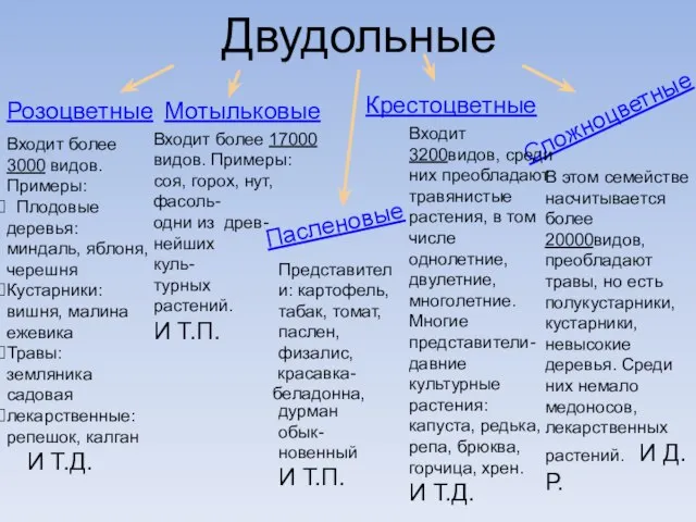 Двудольные Розоцветные Мотыльковые Крестоцветные Пасленовые Сложноцветные Входит более 3000 видов. Примеры: Плодовые