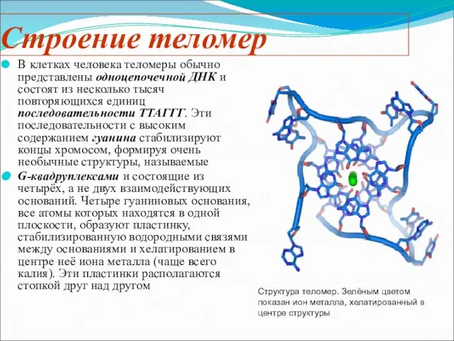 Строение теломер В клетках человека теломеры обычно представлены одноцепочечной ДНК и состоят