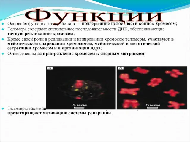 Основная функция этих участков — поддержание целостности концов хромосом; Теломера содержит специальные