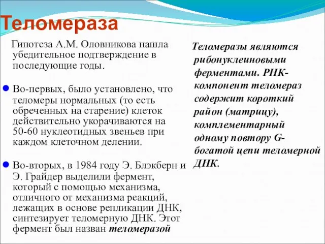 Теломераза Гипотеза А.М. Оловникова нашла убедительное подтверждение в последующие годы. Во-первых, было