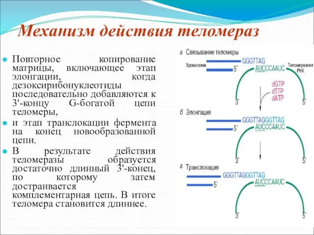 Механизм действия теломераз Повторное копирование матрицы, включающее этап элонгации, когда дезоксирибонуклеотиды последовательно