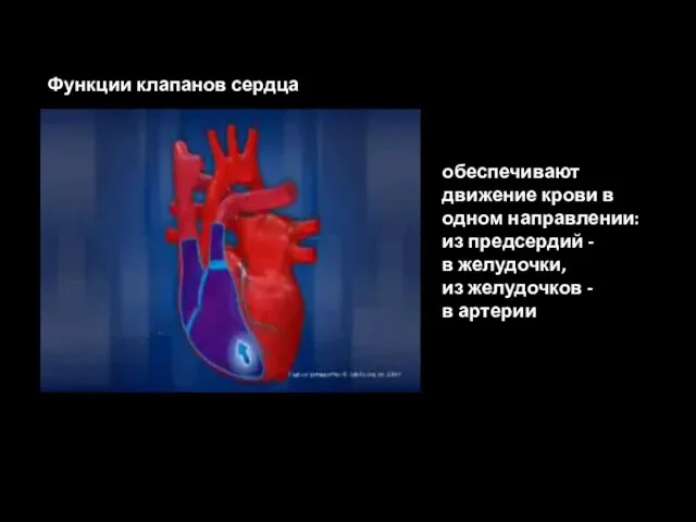 обеспечивают движение крови в одном направлении: из предсердий - в желудочки, из