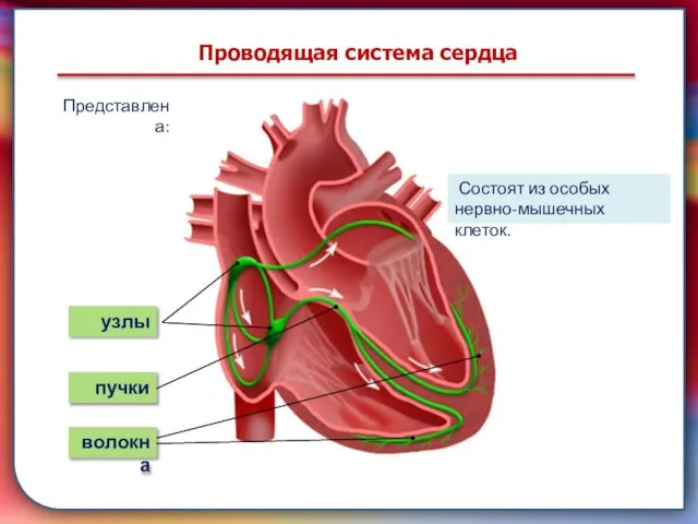 Клапан —, образованная складками его внутренней оболочки, обеспечивает однонаправленный ток крови за