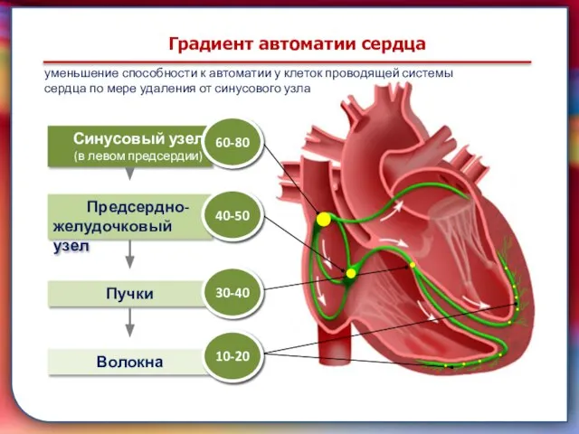 Клапан —, образованная складками его внутренней оболочки, обеспечивает однонаправленный ток крови за