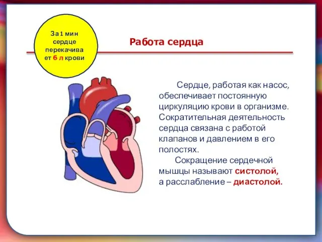 Клапан —, образованная складками его внутренней оболочки, обеспечивает однонаправленный ток крови за