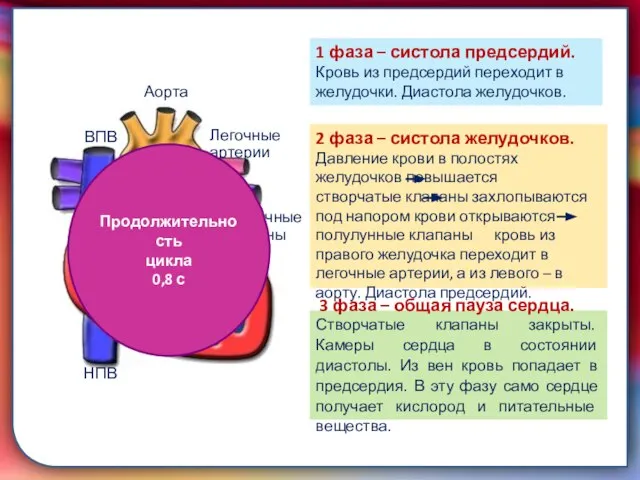 Клапан —, образованная складками его внутренней оболочки, обеспечивает однонаправленный ток крови за