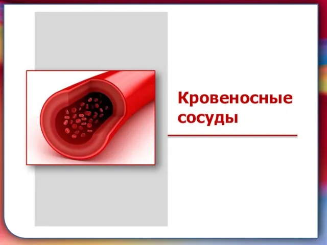 Клапан —, образованная складками его внутренней оболочки, обеспечивает однонаправленный ток крови за