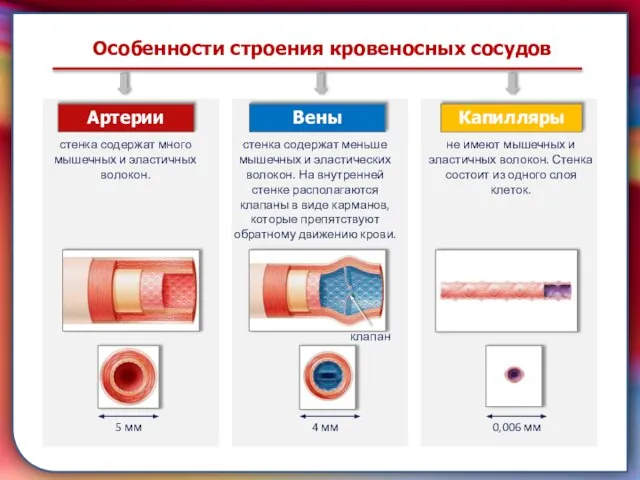 Клапан —, образованная складками его внутренней оболочки, обеспечивает однонаправленный ток крови за