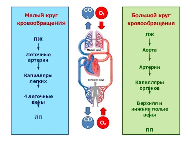 СО₂ О₂ СО₂ О₂ ПЖ Легочные артерии Капилляры легких 4 легочные вены