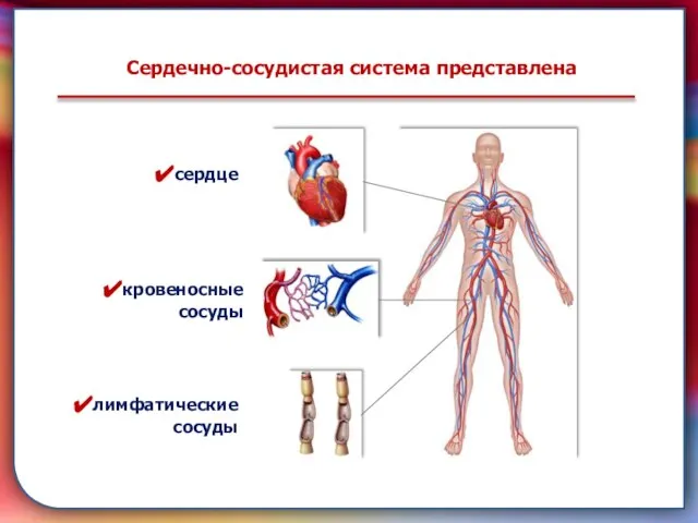 Сердечно-сосудистая система представлена сердце кровеносные сосуды лимфатические сосуды