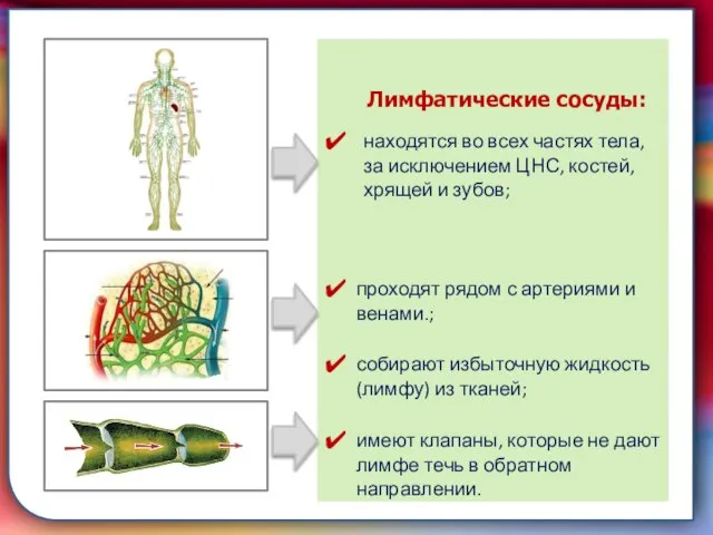 Клапан —, образованная складками его внутренней оболочки, обеспечивает однонаправленный ток крови за