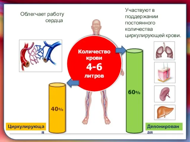 складками его внутренней оболочки, обеспечивает однонаправленный ток крови за счет перекрывания венозных