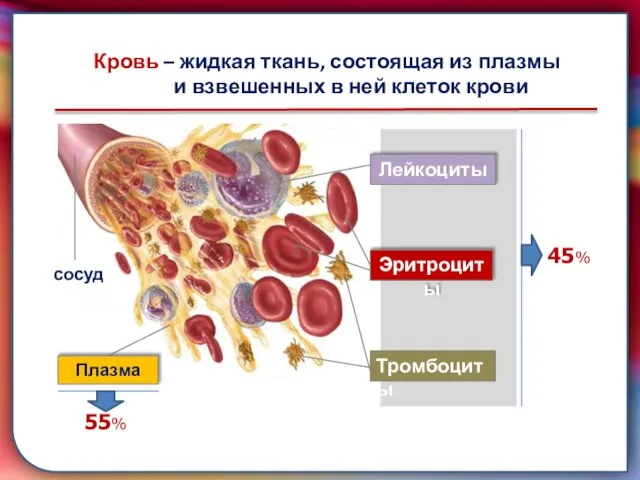 складками его внутренней оболочки, обеспечивает однонаправленный ток крови за счет перекрывания венозных