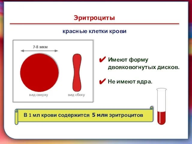7-8 мкм Эритроциты красные клетки крови вид сверху вид сбоку 7-8 мкм