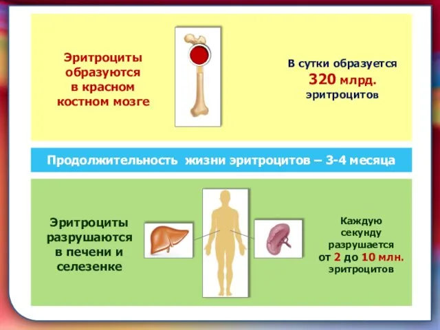 складками его внутренней оболочки, обеспечивает однонаправленный ток крови за счет перекрывания венозных