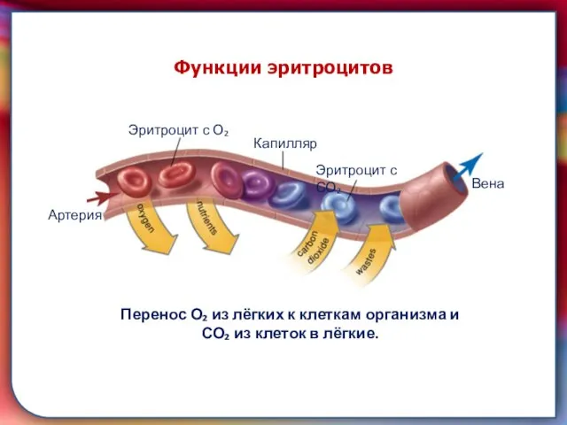 складками его внутренней оболочки, обеспечивает однонаправленный ток крови за счет перекрывания венозных