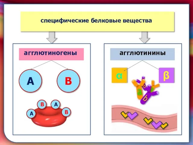 складками его внутренней оболочки, обеспечивает однонаправленный ток крови за счет перекрывания венозных