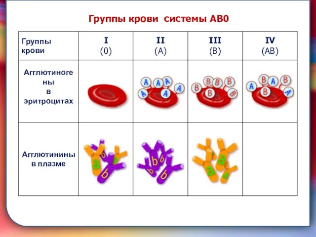 складками его внутренней оболочки, обеспечивает однонаправленный ток крови за счет перекрывания венозных