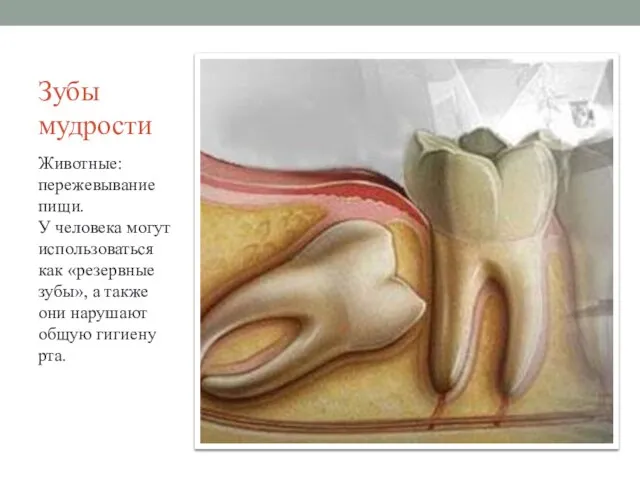 Зубы мудрости Животные: пережевывание пищи. У человека могут использоваться как «резервные зубы»,