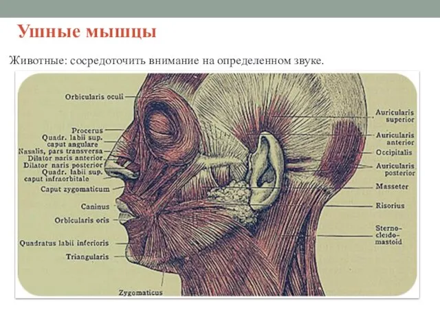 Ушные мышцы Животные: сосредоточить внимание на определенном звуке.