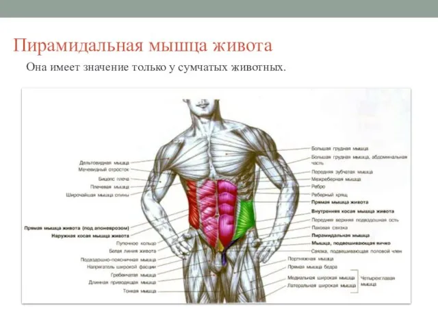 Пирамидальная мышца живота Она имеет значение только у сумчатых животных.